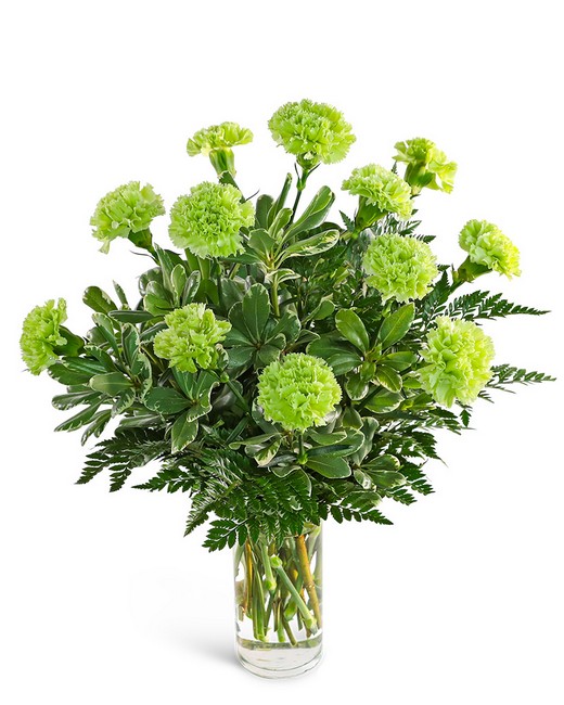 One Dozen Green Carnations from Richardson's Flowers in Medford, NJ One Dozen Green Carnations from Richardson's Flowers in Medford, NJ