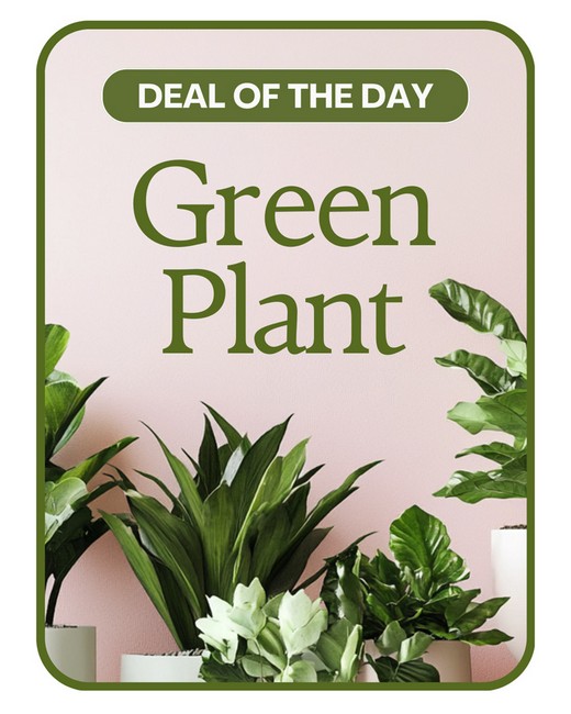 Green Plant Deal of the Day from Richardson's Flowers in Medford, NJ Green Plant Deal of the Day from Richardson's Flowers in Medford, NJ
