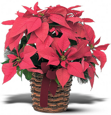 Poinsetta Basket